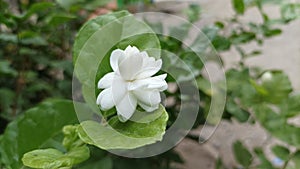 beautiful jasmine flowersin the morning