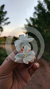 Beautiful jasmine on the hand