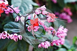 Java glory bean, red bleeding heart vine, glory bowers with blurred background.