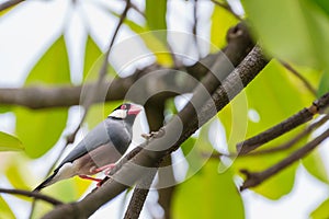 Beautiful Java Sparrow bird standing rested on the green natural branches tree in forest