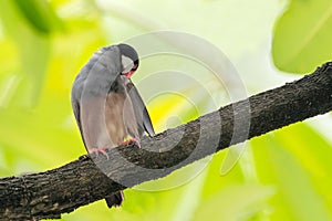 Beautiful Java Sparrow bird standing rested on the green natural branches tree in forest