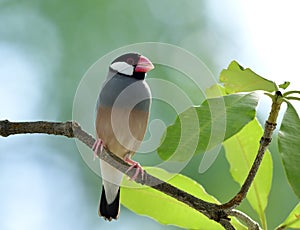 Beautiful Java sparrow & x28;Lonchura oryzivora& x29; fine grey birds with