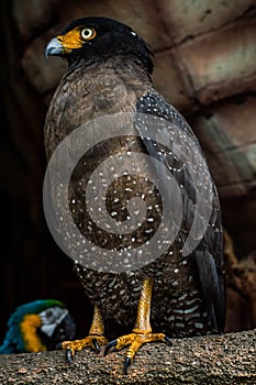 Beautiful javan hawk eagle perchs on branch