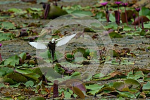 Beautiful Javan Pond Heron walking on lotus leaves