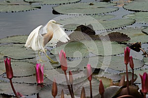 Beautiful Javan Pond Heron walking on lotus leaves