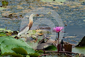 Beautiful Javan Pond Heron walking on lotus leaves