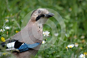 Beautiful Jay bird