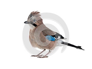 beautiful jay isolated on white