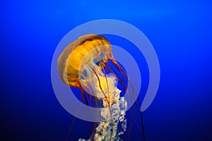 Beautiful Jelly Fish