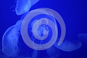 Beautiful Jelly Fish