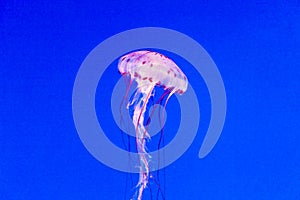 Beautiful Jelly fishes in the aquarium with blue b