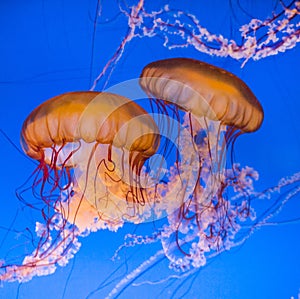 Beautiful jelly fishes