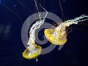 Beautiful jellyfish