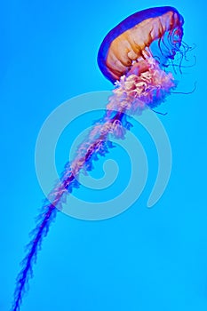Beautiful jellyfish .