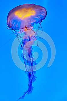 Beautiful jellyfish .