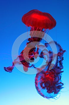 Beautiful red jellyfish