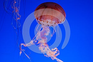 Beautiful jellyfish on a blue background