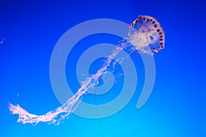 Beautiful jellyfish on a blue background