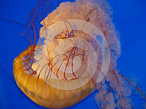 Beautiful Jellyfish In Bright Blue Water