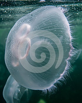 A beautiful jellyfish in the clear blue atlantic ocean