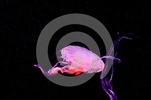 Beautiful jellyfish close up