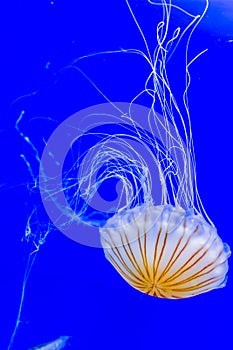 Beautiful jellyfish