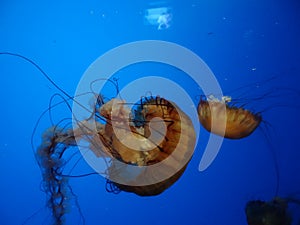 Beautiful Jellyfish photo