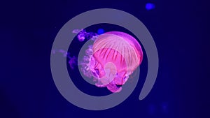 A beautiful jellyfish with a long tail. Invertebrate marine animal