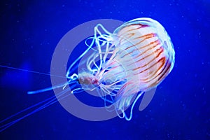 Beautiful jellyfish, medusa in the neon light with the fishes. Underwater life in ocean jellyfish. exciting and cosmic sight