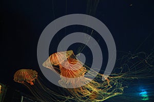 Beautiful jellyfish