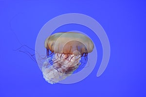 Beautiful Jellyfish Specimen