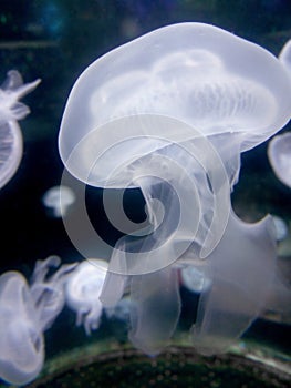 Beautiful jellyfish in the ocean