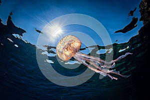 Beautiful jellyfish underwater in Mediterranean sea