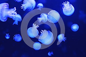 Beautiful jellyfishes swimming, glowing and floating in the pool water. Deep ocean animals. Submarine, underwater nature