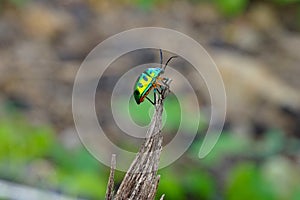 Beautiful Jewel beetle