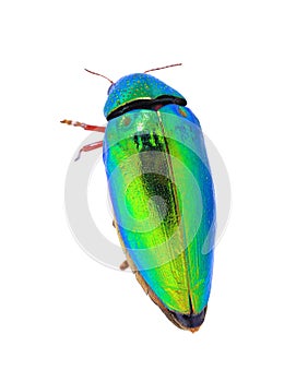 Beautiful Jewel Beetle or Metallic Wood-boring (Buprestid) top v