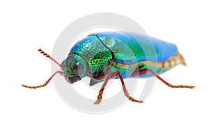 Beautiful Jewel Beetle or Metallic Wood-boring (Buprestid) top v