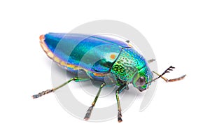 Beautiful Jewel Beetle or Metallic Wood-boring (Buprestid) top view