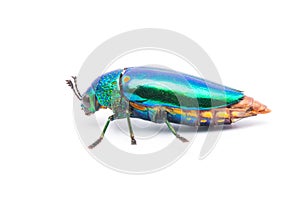 Beautiful Jewel Beetle or Metallic Wood-boring (Buprestid) top view
