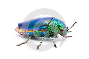 Beautiful Jewel Beetle or Metallic Wood-boring (Buprestid) top view