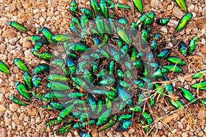 beautiful jewel beetles in natured
