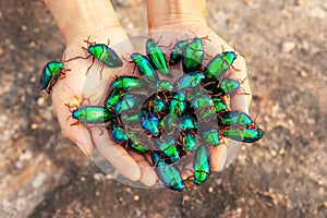 beautiful jewel beetles in woman hand