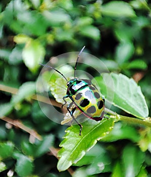 Beautiful Jewel bug