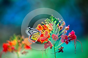 Beautiful Jezebel Butterfly or Delias eucharis resting on the Royal Poinciana flower plant in a soft green background