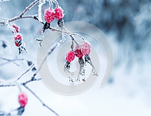 Juicy red rosehip berries hanging in the winter garden covered