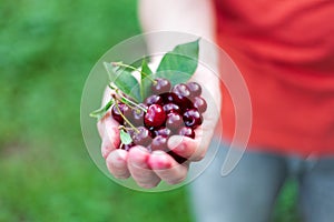 Beautiful juicy ripe cherry in hands, hands with collected cherry berries