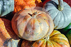 A Beautiful Jumble of Colorful Pumpkins at the Market