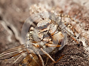 Beautiful jumping spider Marpissa muscosa with caught fly