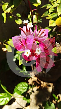 beautiful jungle flower in srilankan