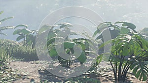 Beautiful jungle and green ferns in the rainforest. View of the green forest in the jungle on a sunny morning. 3D